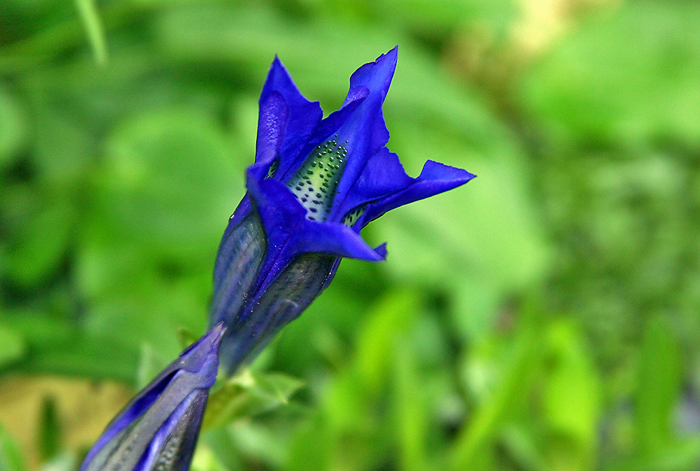 Gentiana acaulis - Stängelloser Enzian