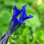 Gentiana acaulis - Stängelloser Enzian