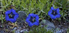 Gentiana acaulis - Stängelloser Enzian deutsch auch Kochscher Enzian im Alpinum