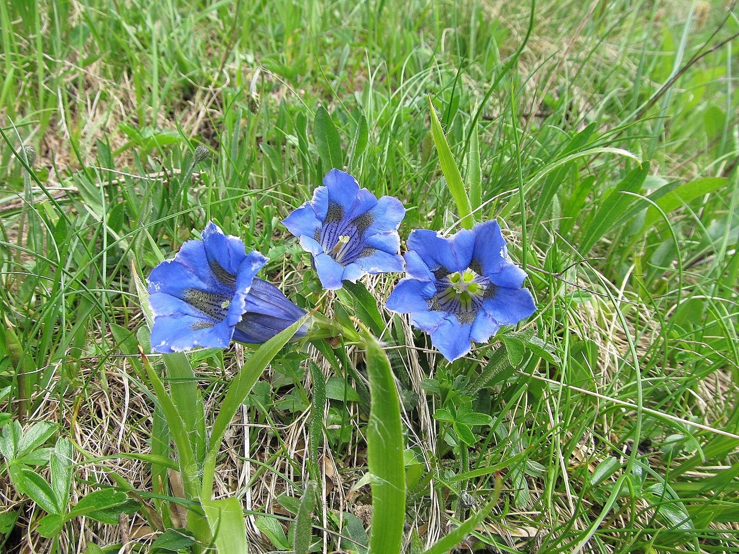 (Gentiana Acaulis) Stengelloser Enzian