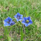 (Gentiana Acaulis) Stengelloser Enzian