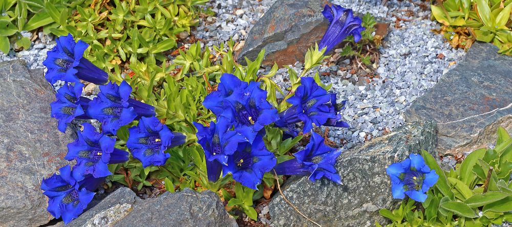 Gentiana acaulis vom feinsten, weil der Blick in die Kelche so gelungen ist