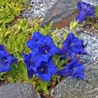 Gentiana acaulis vom feinsten, weil der Blick in die Kelche so gelungen ist