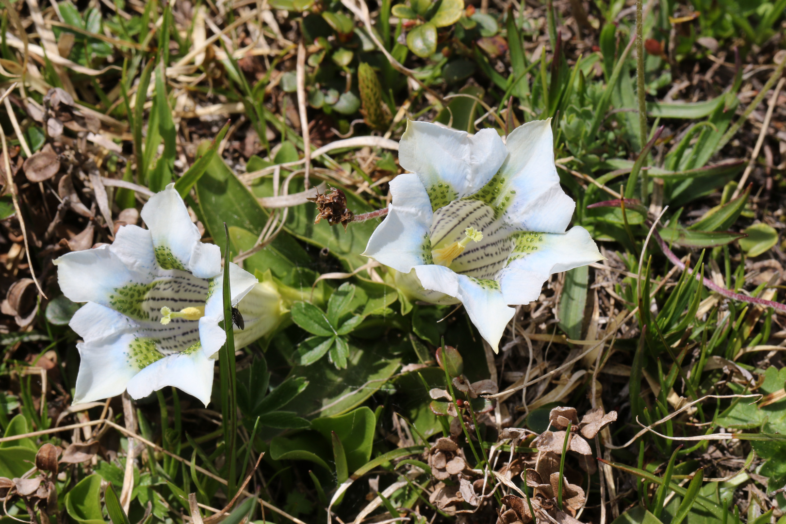 Gentiana acaulis weiss