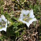 Gentiana acaulis weiss