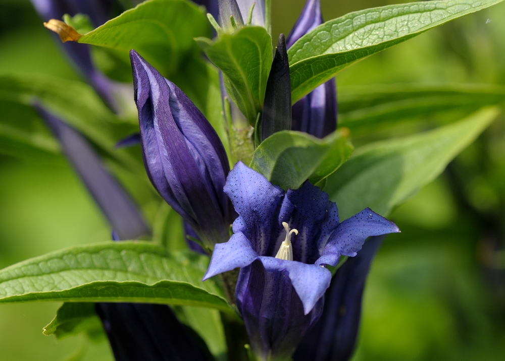 Gentiana asclepiadea