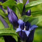 Gentiana asclepiadea