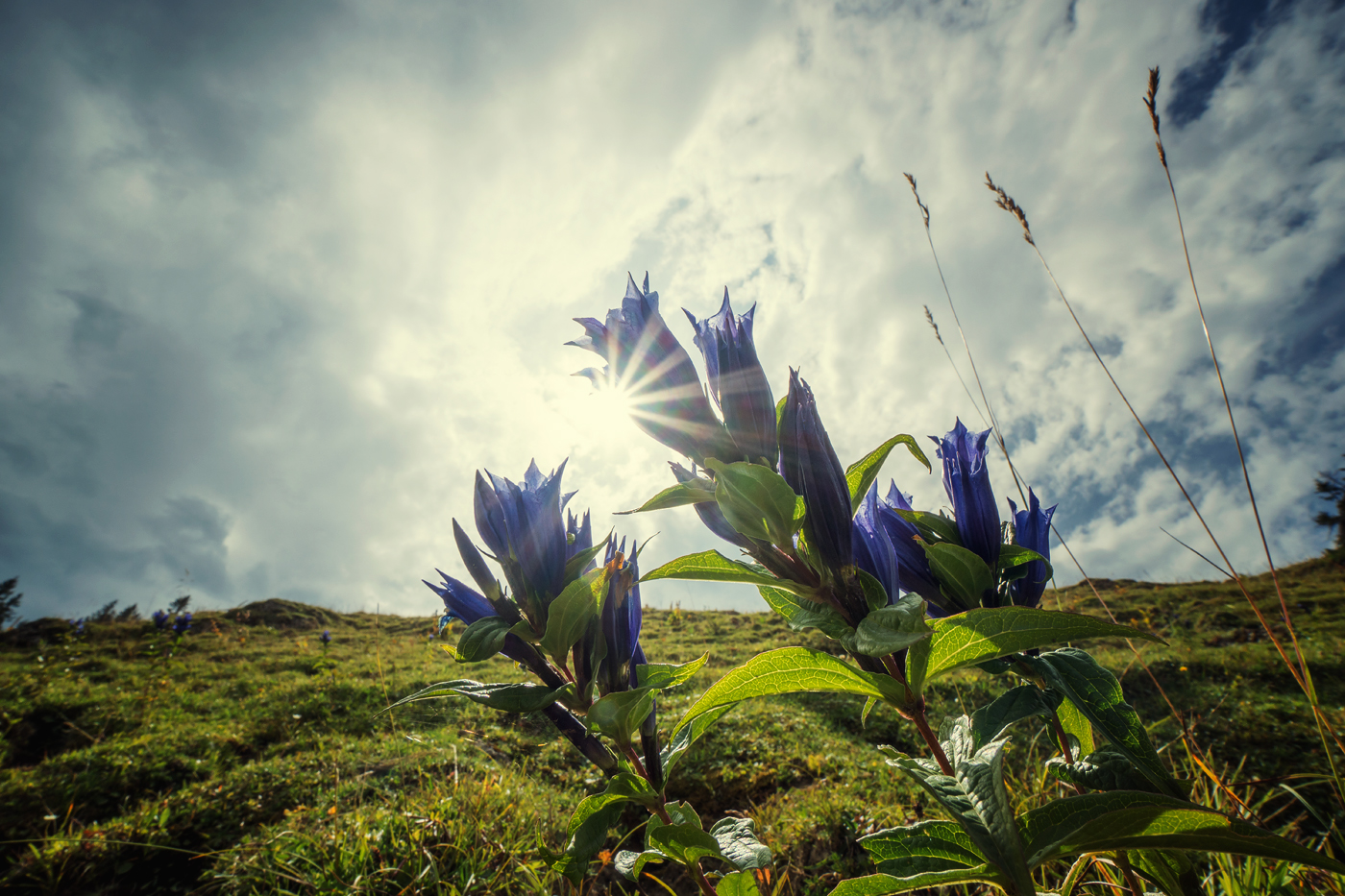 Gentiana asclepiadea