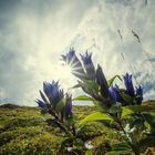 Gentiana asclepiadea