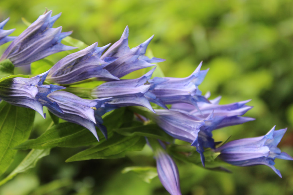 Gentiana asclepiadea- Schwalbenschwanz Enzian