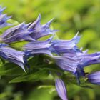 Gentiana asclepiadea- Schwalbenschwanz Enzian