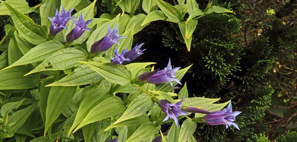 Gentiana asclepiadea - Schwalbenwurzenzian der aktuell blüht...