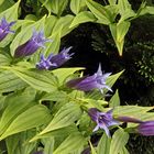 Gentiana asclepiadea - Schwalbenwurzenzian der aktuell blüht...