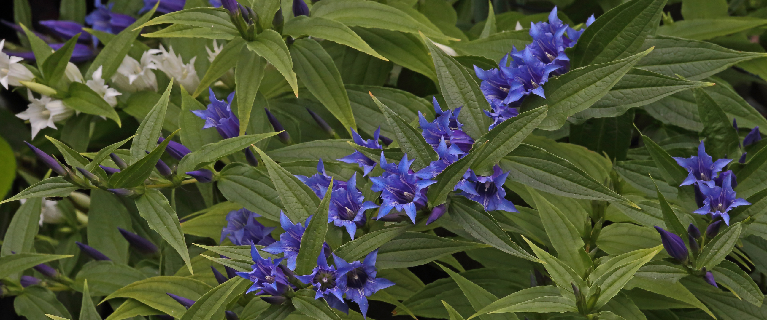 Gentiana asclepiadea - Schwalbenwurzenzian der aktuell noch blüht...