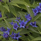 Gentiana asclepiadea - Schwalbenwurzenzian der aktuell noch blüht...