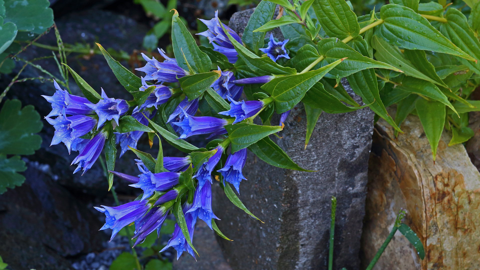 Gentiana asclepiadea - Schwalbenwurzenzian der jetzt...