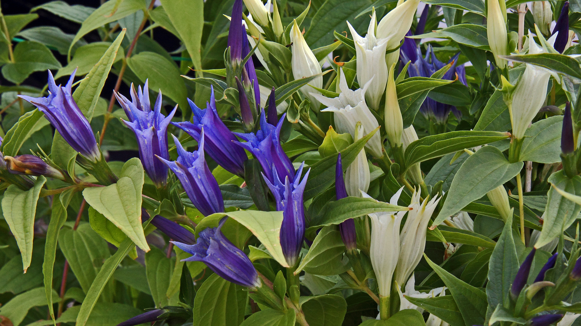 Gentiana asclepiadea - Schwalbenwurzenzian gestern Morgen...