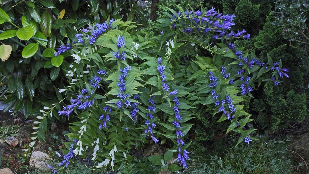 Gentiana asclepiadea-Schwalbenwurzenzian zweifarbig...