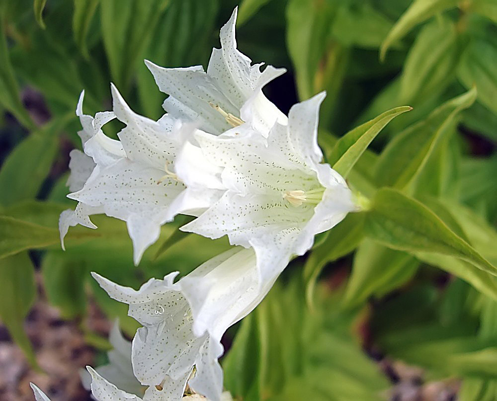 Gentiana asclpiadea alba - Schwalbenwurz- Enzian weiß