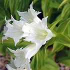 Gentiana asclpiadea alba - Schwalbenwurz- Enzian weiß