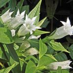 Gentiana asklepiadea var. alba-weißer Schwalbenwurzenzian