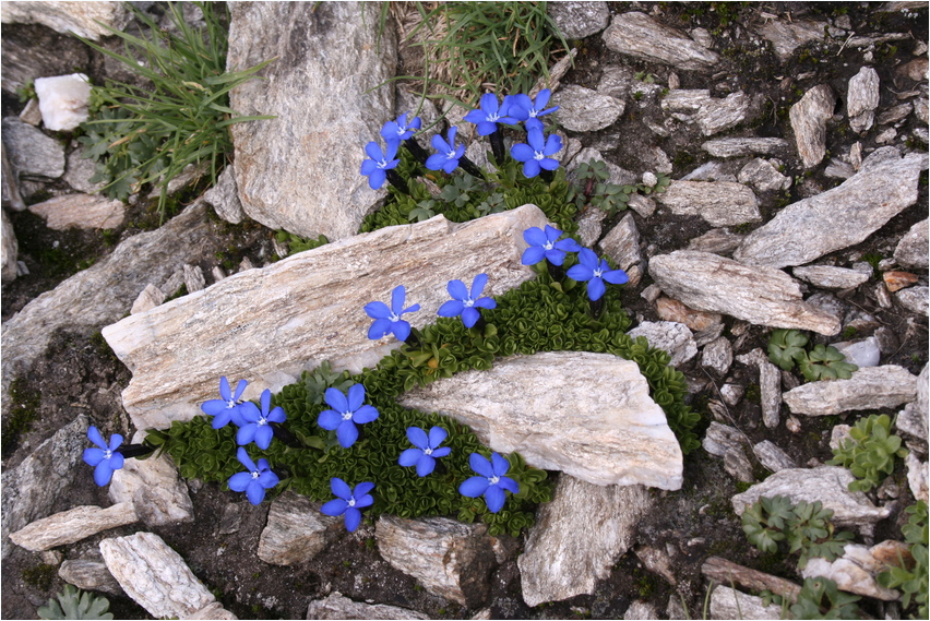 Gentiana bavarica...