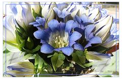 Gentiana blau