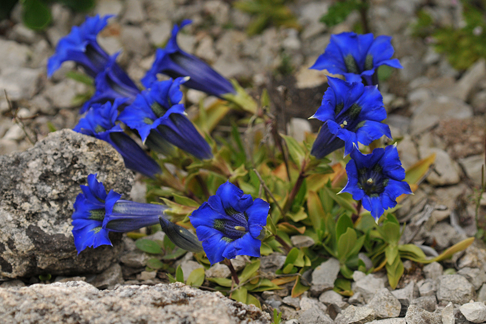 Gentiana: Blau, blau, blau ist der Enzian ….