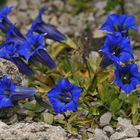 Gentiana: Blau, blau, blau ist der Enzian ….