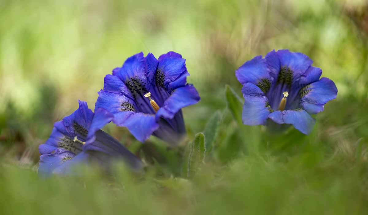 Gentiana (blau)