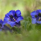 Gentiana (blau)