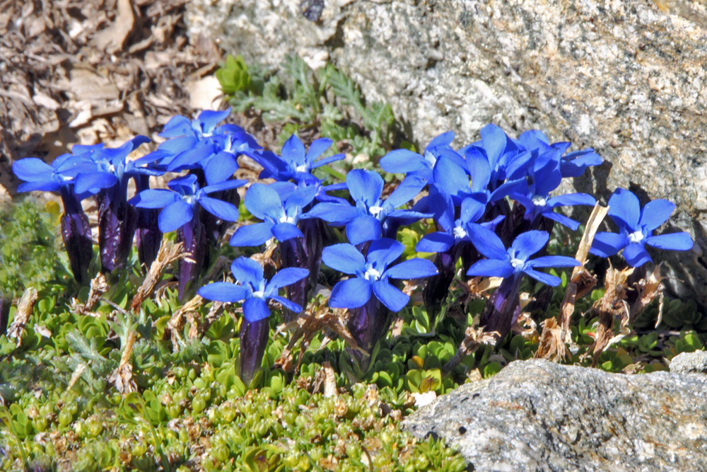 Gentiana brachyophyla zum zweiten mit neuer Freistellung der Hauptgruppe