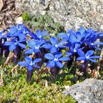 Gentiana brachyophyla zum zweiten mit neuer Freistellung der Hauptgruppe