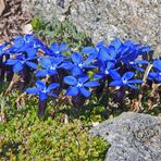 Gentiana brachyphyla