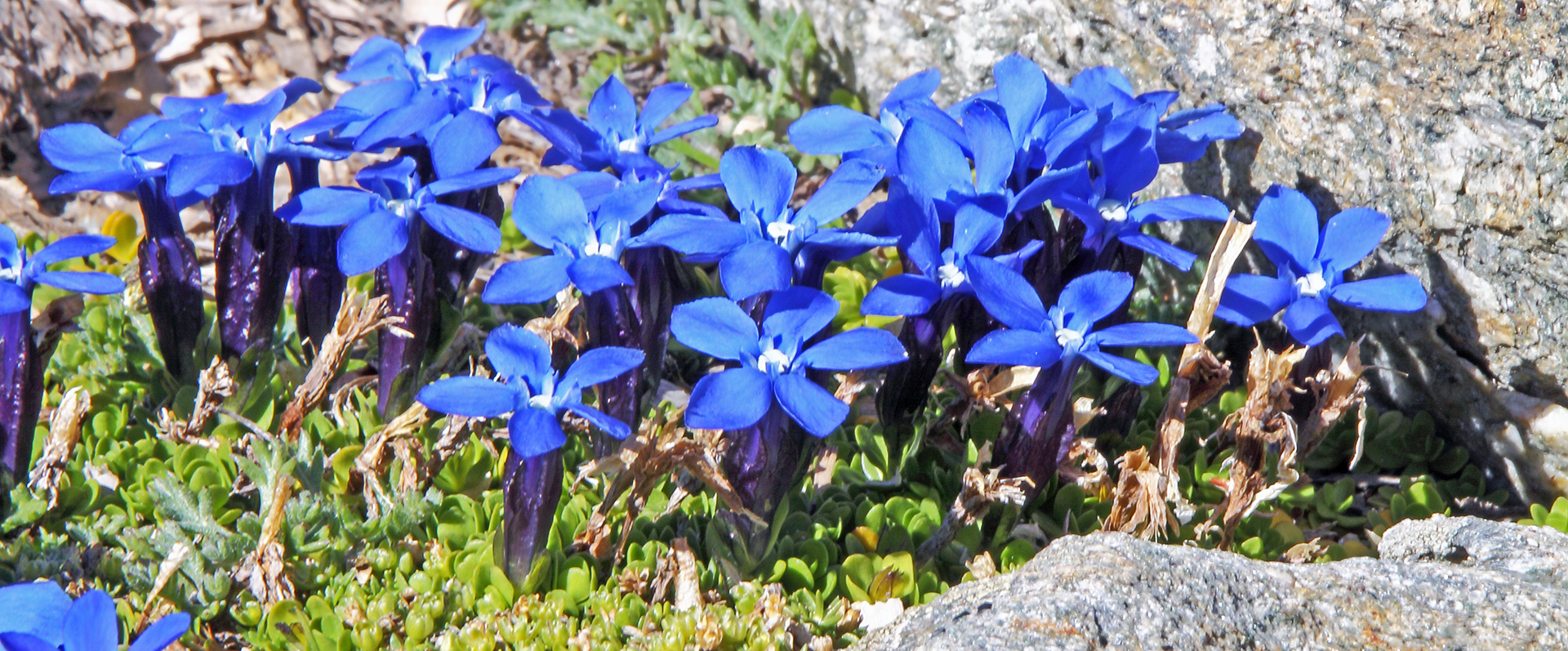 Gentiana brachyphyla im 3200 Meterberereich mal ganz groß...