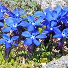 Gentiana brachyphyla im 3200 Meterberereich mal ganz groß...