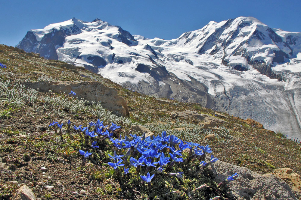 Gentiana brachyphyla - kurzblättriger Enzian