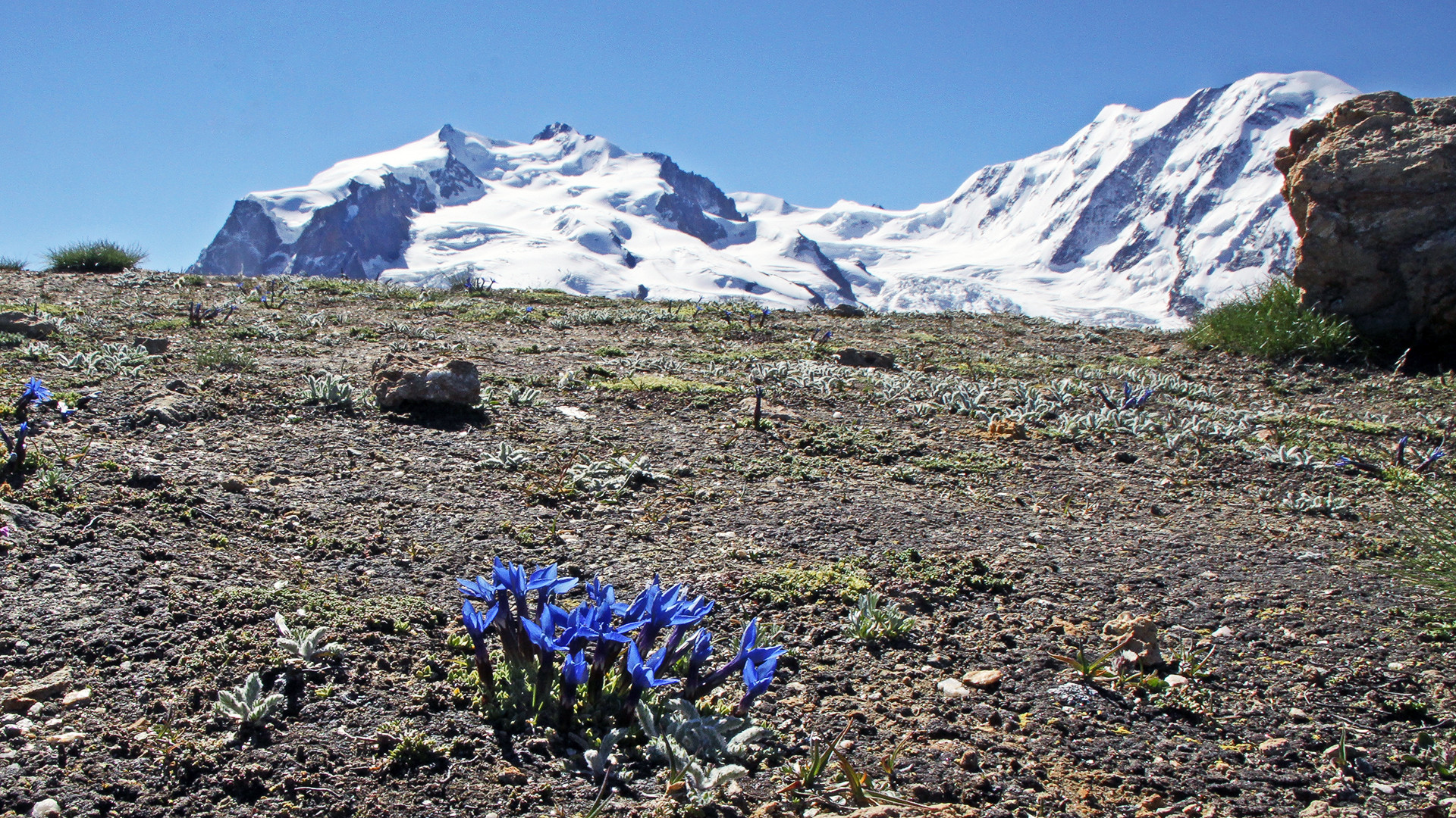 Gentiana brachyphyla - Kurzblättriger Enzian der hier vor der Doufurspitze des Monte Rosa blüht