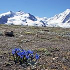 Gentiana brachyphyla - Kurzblättriger Enzian der hier vor der Doufurspitze des Monte Rosa blüht