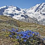  Gentiana brachyphyla und der Monte Rosa...aufgenommen am 10.08.2010 im Wallis