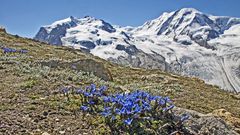  Gentiana brachyphyla und der Monte Rosa...aufgenommen am 10.08.2010 im Wallis