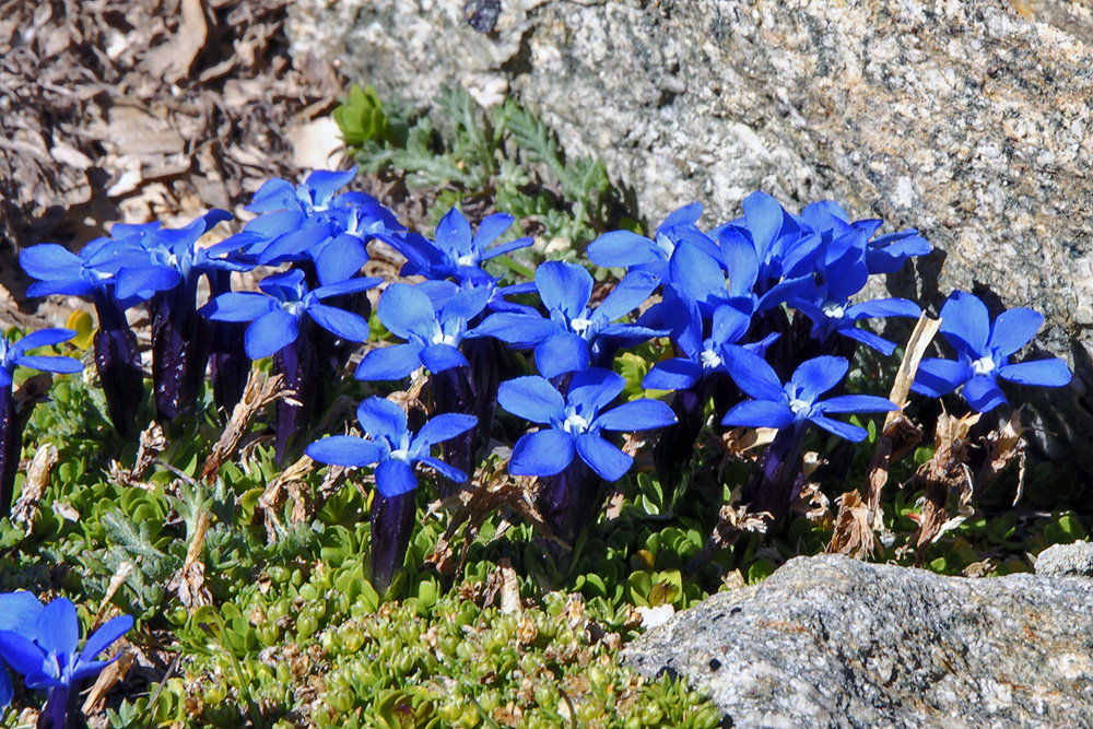 Gentiana brachyphylla  -  Kurzblättriger Enzian