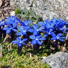 Gentiana brachyphylla  -  Kurzblättriger Enzian