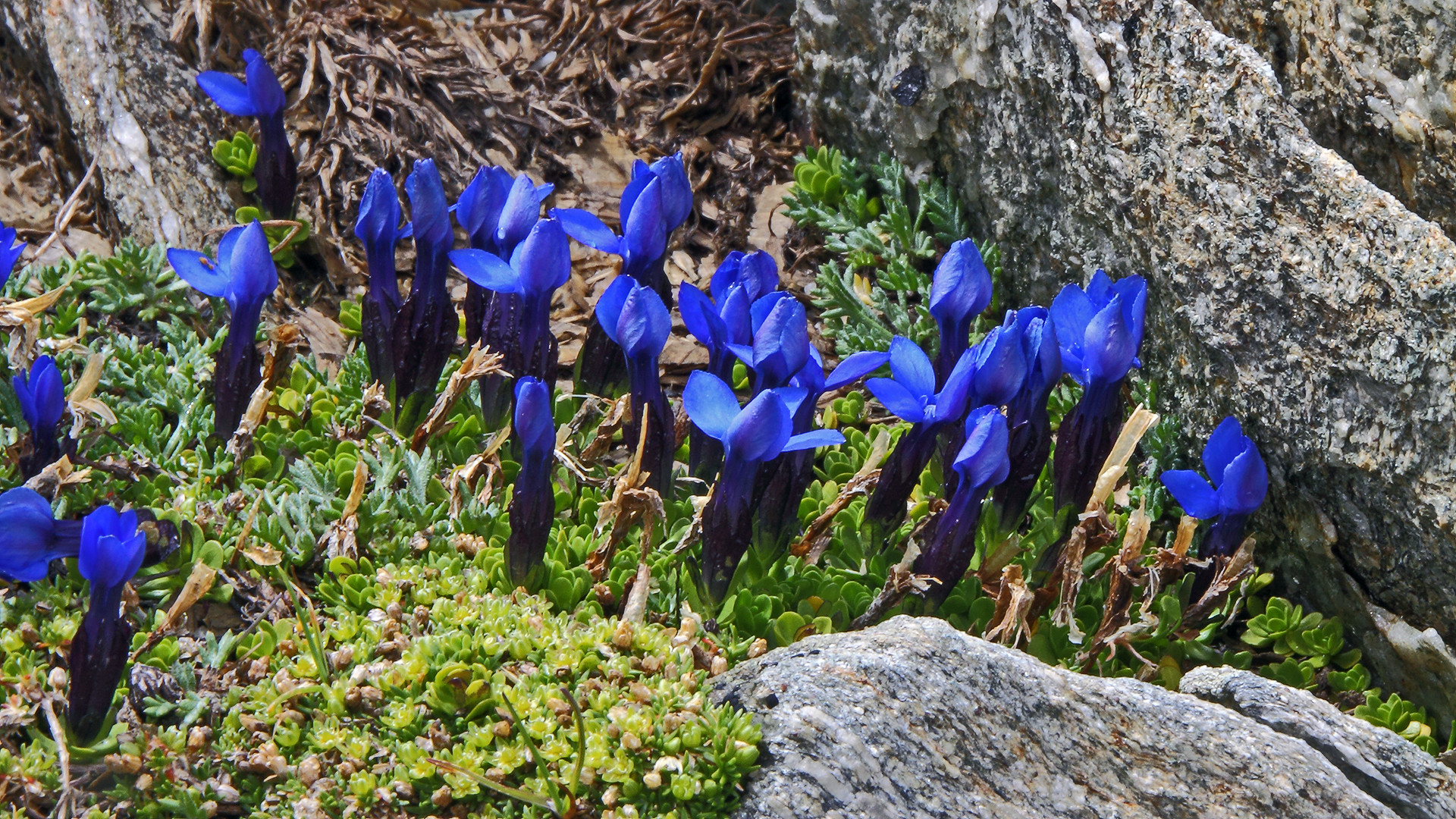 Gentiana brachyphylla -Kurzblättriger Enzian in 3200m...