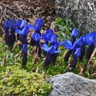 Gentiana brachyphylla -Kurzblättriger Enzian in 3200m...