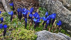 Gentiana brachyphylla -Kurzblättriger Enzian in 3200m...