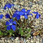 Gentiana brachyphylla - kurzblättriger Enzian ist meine Bestimmungsentscheidung...