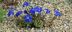 Gentiana brachyphylla - kurzblättriger Enzian ist meine Bestimmungsentscheidung...