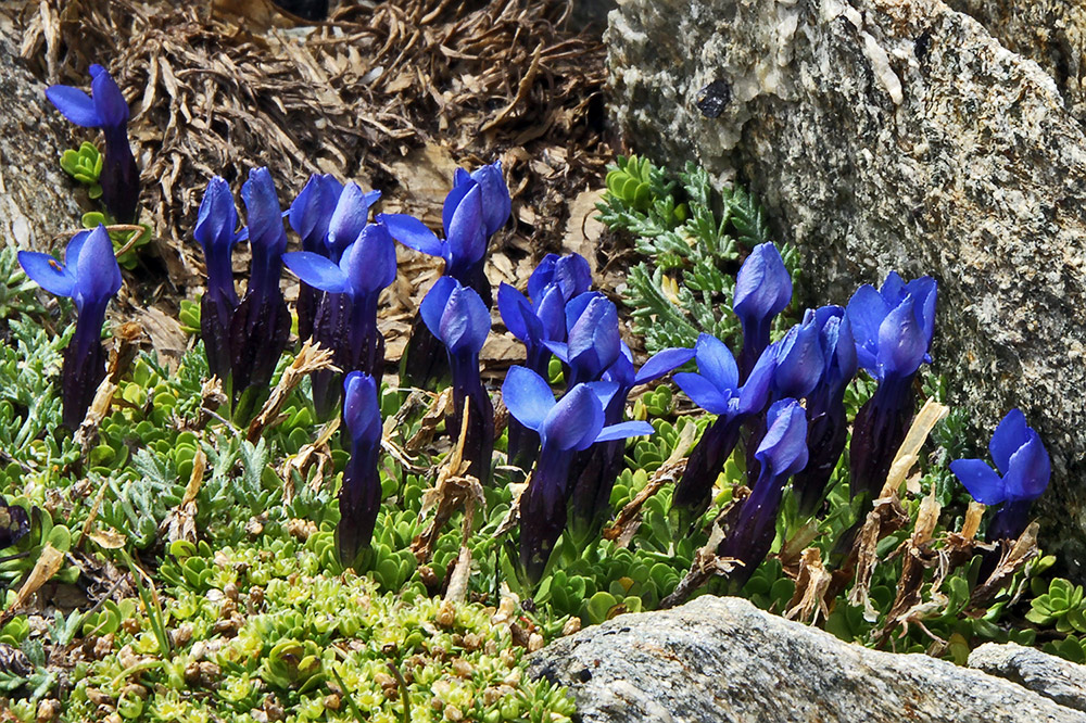 Gentiana brachyphylla-Kurzblättriger Enzian steigt in den Alpen über die ...