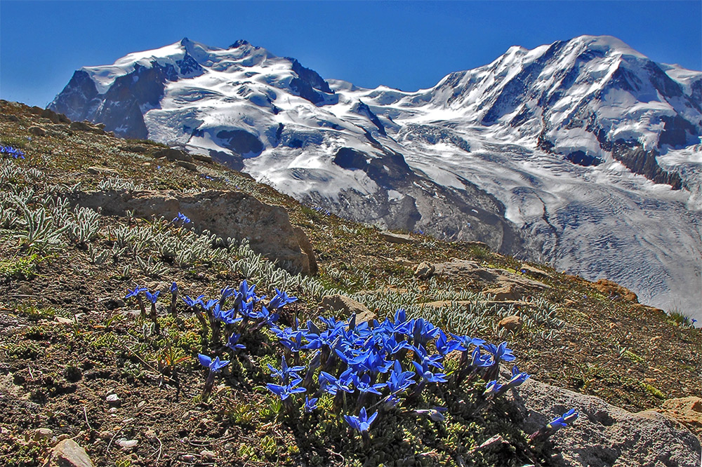 Gentiana brachyphylla vor dem Monte Rosa und mit dem Enzian ein Geburtstagsgruß für ...